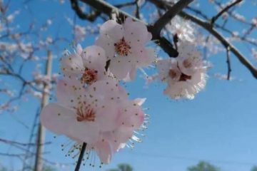 More blossoms1