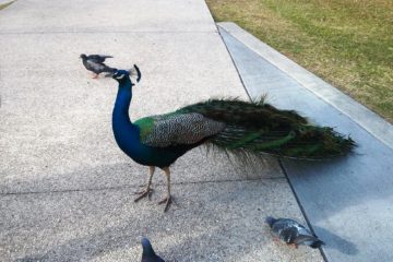 Peacock-2106_2
